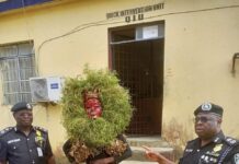 Dr. Orok Duke Calls for Legal Compliance After Masquerade Arrest in Uyo